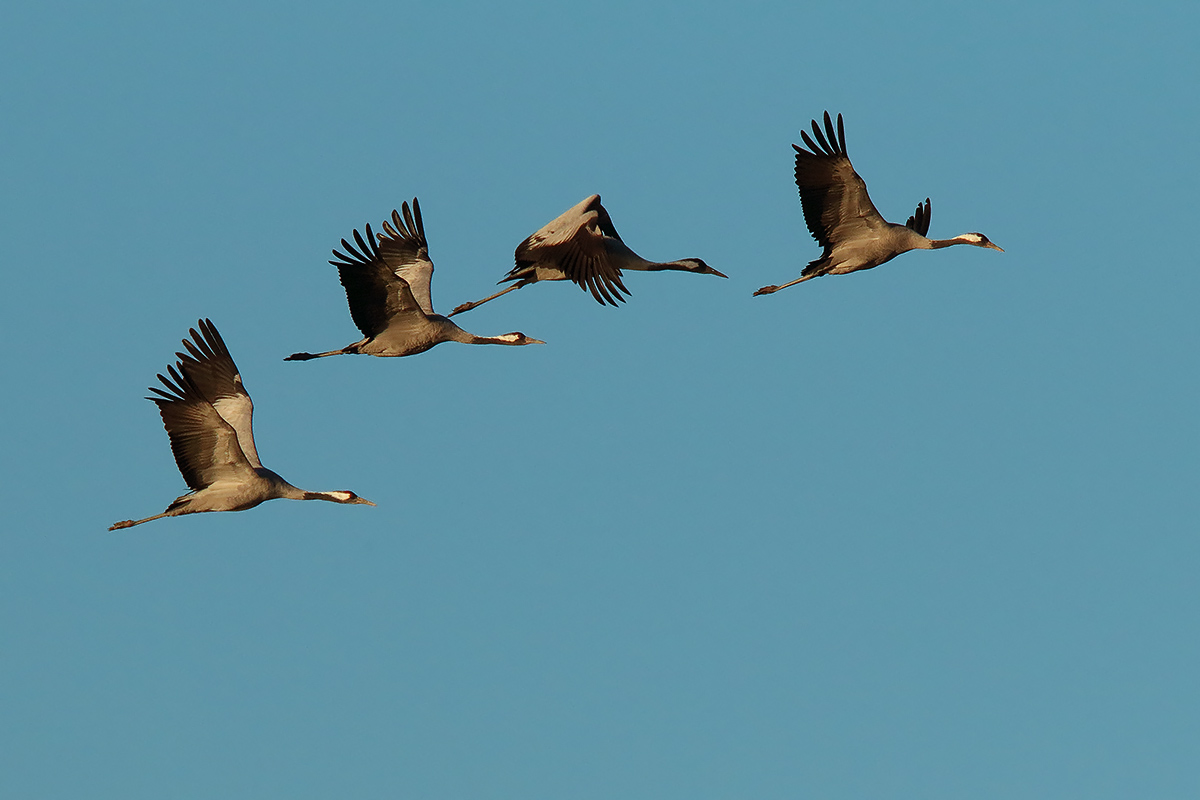 Ad ali spiegate, il sogno di Icaro.
